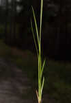 Sulphur sedge